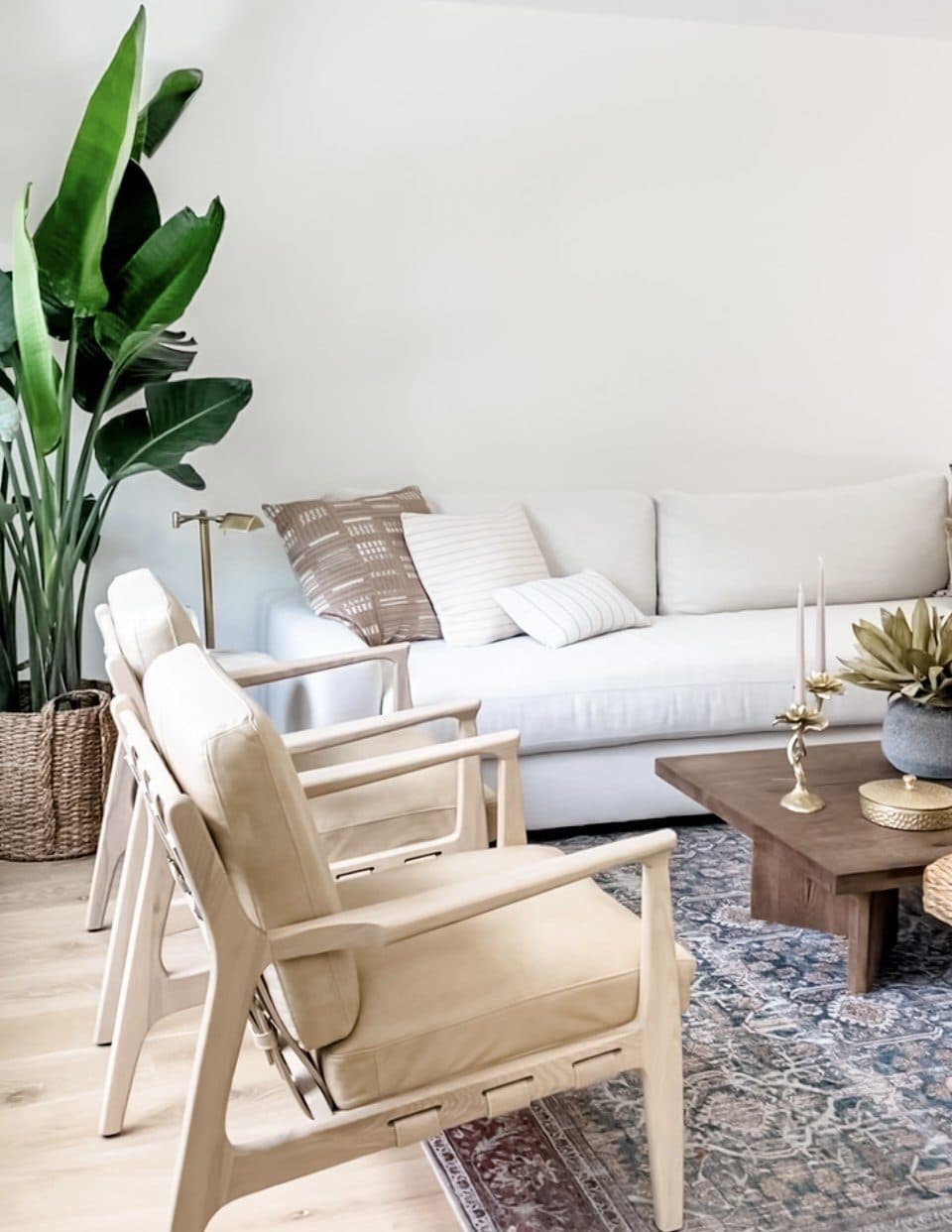 A bright living room with a white sofa, wood chairs and a large plant